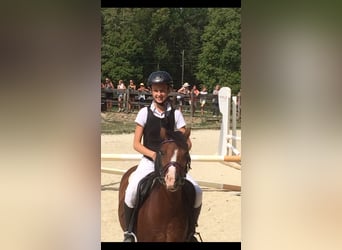 Welsh-A, Stute, 18 Jahre, 125 cm, Brauner