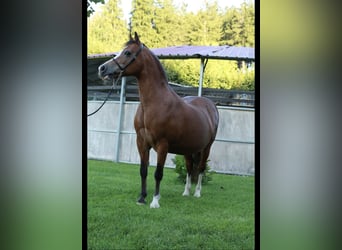 Welsh-A, Stute, 19 Jahre, 118 cm, Brauner