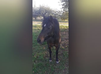 Welsh-A Mix, Stute, 19 Jahre, 127 cm, Schwarzbrauner