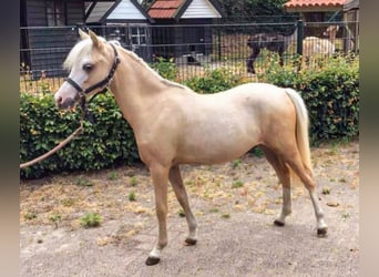 Welsh-A, Stute, 1 Jahr, 113 cm, Palomino