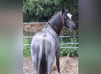 Welsh-A, Stute, 1 Jahr, 118 cm, Roan-Blue