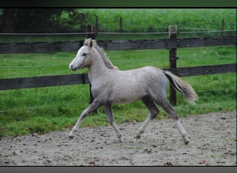 Welsh-A, Stute, 1 Jahr, 118 cm, Schimmel