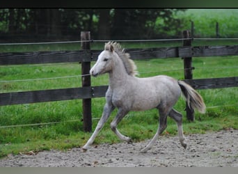 Welsh-A, Stute, 1 Jahr, 118 cm, Schimmel