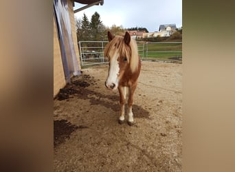 Welsh-A, Stute, 1 Jahr, 120 cm, Fuchs
