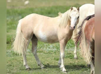 Welsh-A, Stute, 1 Jahr, 120 cm, Palomino