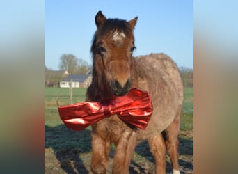 Welsh-A, Stute, 1 Jahr, 120 cm, Roan-Bay