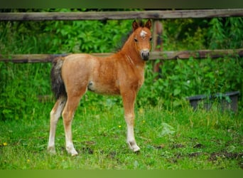 Welsh-A, Stute, 1 Jahr, 120 cm, Roan-Bay