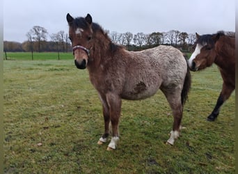 Welsh-A, Stute, 1 Jahr, 120 cm, Roan-Bay