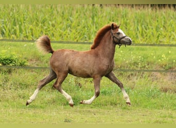 Welsh-A, Stute, 1 Jahr, 120 cm, Schimmel