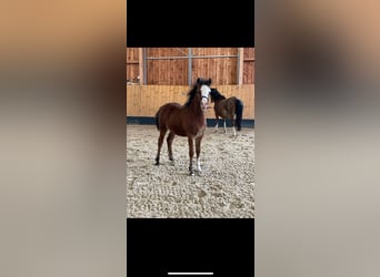 Welsh-A, Stute, 1 Jahr, Brauner