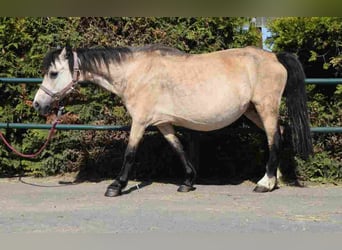 Welsh-A, Stute, 20 Jahre, 115 cm, Buckskin