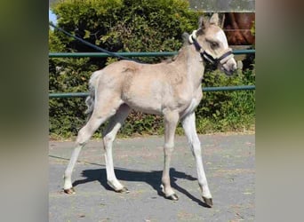 Welsh-A, Stute, 20 Jahre, 115 cm, Buckskin