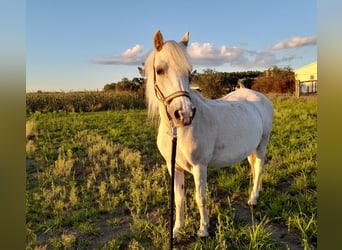 Welsh-A, Stute, 20 Jahre, 115 cm, Palomino