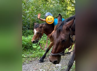 Welsh-A, Stute, 22 Jahre, 114 cm, Roan-Bay