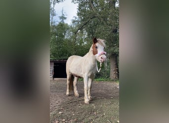 Welsh-A Mix, Stute, 22 Jahre, 120 cm, Schecke
