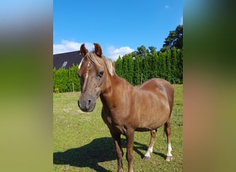 Welsh-A, Stute, 23 Jahre, 111 cm, Fuchs