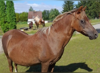 Welsh-A, Stute, 23 Jahre, 111 cm, Fuchs