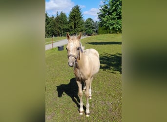 Welsh-A, Stute, 23 Jahre, 111 cm, Fuchs