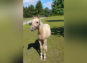 Welsh-A, Stute, 23 Jahre, 111 cm, Fuchs