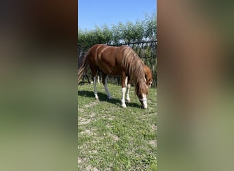 Welsh-A, Stute, 2 Jahre, 115 cm, Fuchs