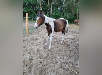 Welsh-A, Stute, 2 Jahre, 116 cm, Schecke