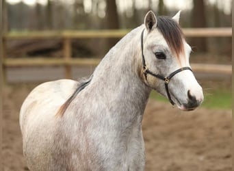 Welsh-A, Stute, 2 Jahre, 118 cm, Schimmel