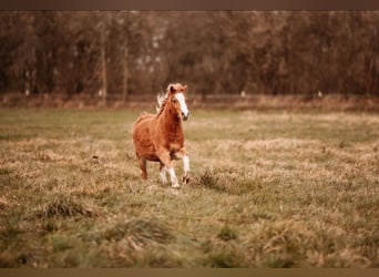 Welsh-A, Stute, 2 Jahre, 119 cm, Fuchs