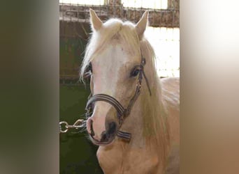 Welsh-A, Stute, 2 Jahre, Palomino