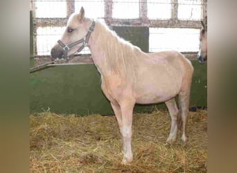 Welsh-A, Stute, 2 Jahre, Palomino