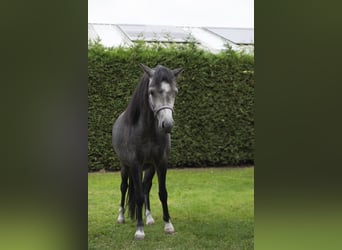 Welsh-A, Stute, 3 Jahre, 115 cm, Schimmel