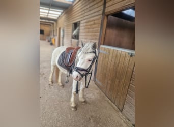 Welsh-A, Stute, 3 Jahre, 115 cm, Schimmel