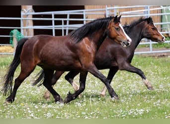 Welsh-A, Stute, 3 Jahre, 116 cm, Brauner