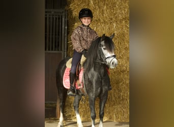 Welsh-A, Stute, 3 Jahre, 117 cm, Blauschimmel