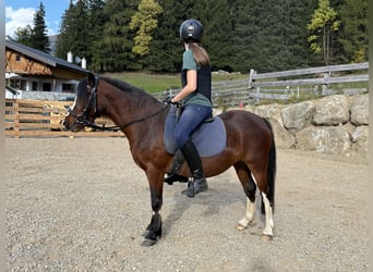 Welsh-A, Stute, 3 Jahre, 119 cm, Dunkelfuchs