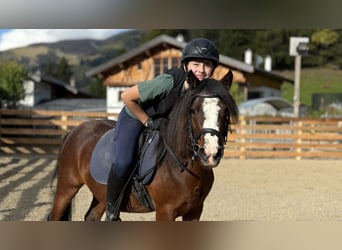 Welsh-A, Stute, 3 Jahre, 119 cm, Dunkelfuchs