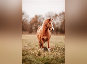 Welsh-A, Stute, 3 Jahre, 119 cm