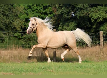 Welsh-A, Stute, 3 Jahre, 119 cm, Rotfuchs
