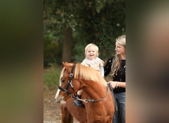 Welsh-A, Stute, 3 Jahre, 119 cm, Rotfuchs