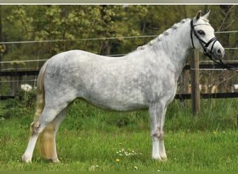 Welsh-A, Stute, 3 Jahre, 120 cm, Apfelschimmel