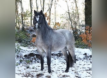 Welsh-A, Stute, 3 Jahre, 121 cm, Roan-Bay