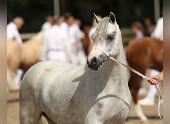 Welsh-A, Stute, 3 Jahre, 121 cm, Schimmel