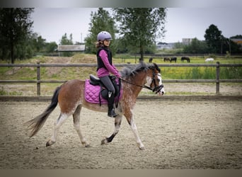 Welsh-A, Stute, 3 Jahre, 122 cm, Sabino