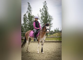 Welsh-A, Stute, 3 Jahre, 122 cm, Sabino