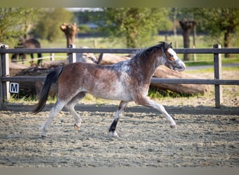 Welsh-A, Stute, 3 Jahre, 122 cm, Sabino