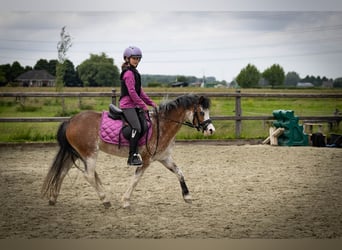 Welsh-A, Stute, 3 Jahre, 122 cm, Sabino