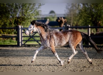 Welsh-A, Stute, 3 Jahre, 122 cm, Sabino