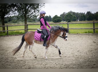Welsh-A, Stute, 3 Jahre, 122 cm, Sabino