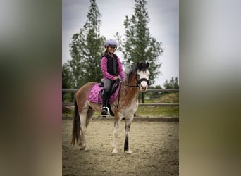 Welsh-A, Stute, 3 Jahre, 122 cm, Sabino