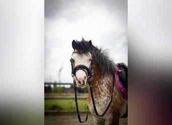 Welsh-A, Stute, 3 Jahre, 122 cm, Sabino