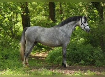 Welsh-A, Stute, 3 Jahre, 123 cm, Blauschimmel